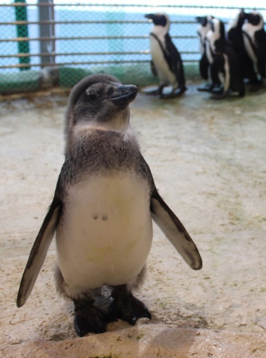В Красноярске растет пингвиненок по кличке Чуди