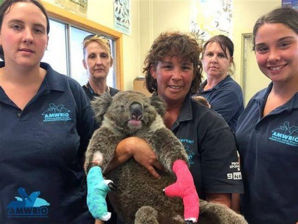 Австралийцы помогают коалам, получившим ожоги