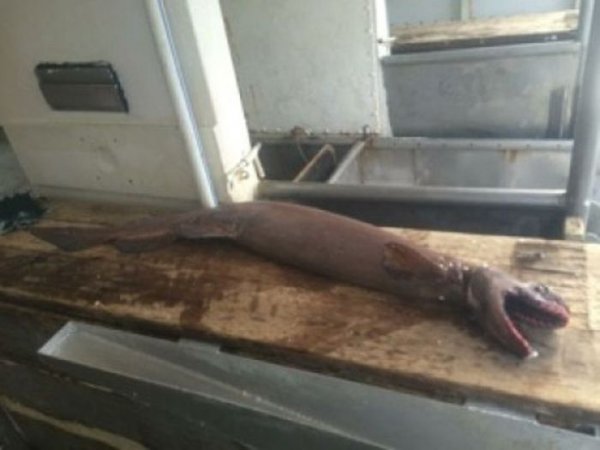 Австралийские рыбаки выловили очень редкую акулу 