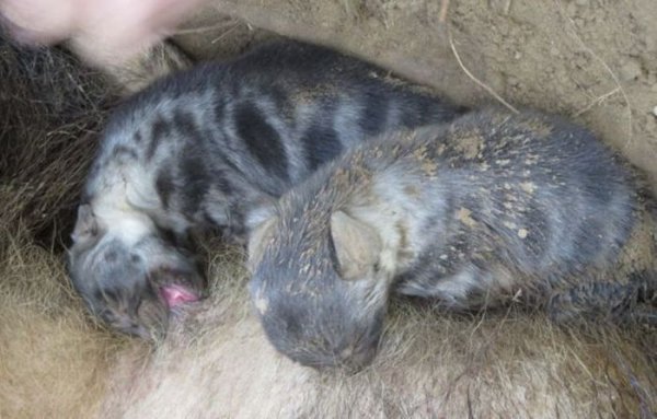 Попавшая в капкан гиена сумела родить щенят