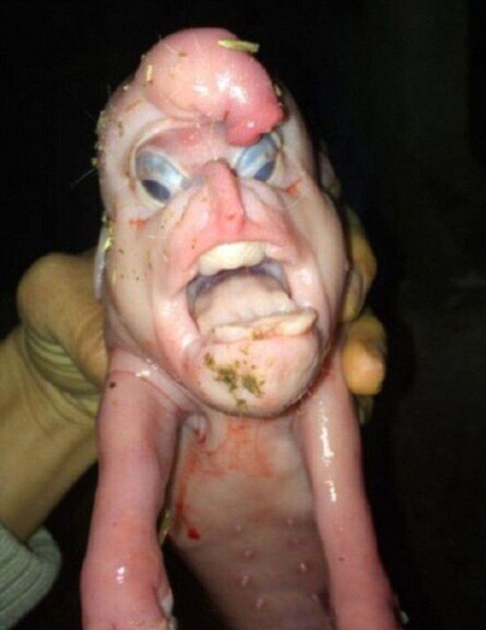 В Китае вскоре после рождения умер поросенок-мутант с «человеческим лицом»