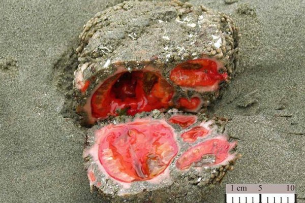 Pyura chilensis - «живой камень» с морского дна
