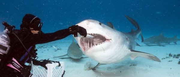 Что видит жертва акулы в последние секунды жизни