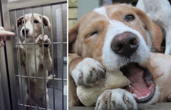 Животные в приюте и в семье: фото до и после
