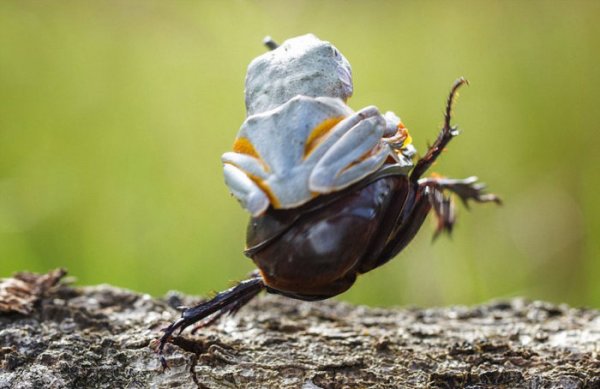 Лягушка устроила родео на гигантском рогатом жуке