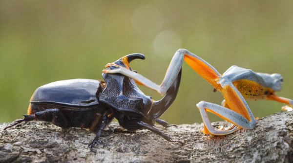 Лягушка устроила родео на гигантском рогатом жуке