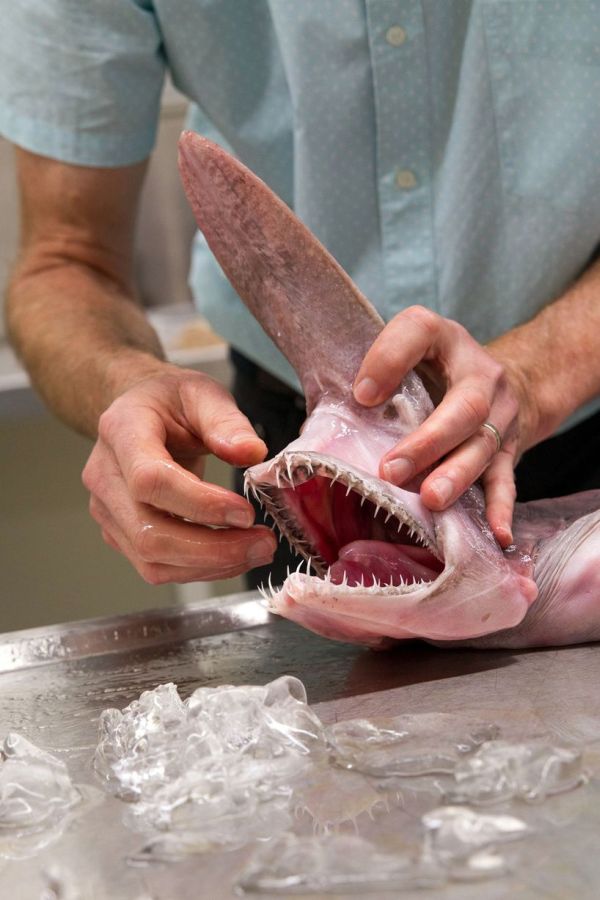 Выловленная рыбаком акула-домовой оказалась в руках ученых