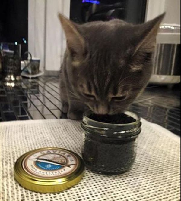 Скандал: Юлия Алферова, член ОП МО, кормит кошку черной икрой