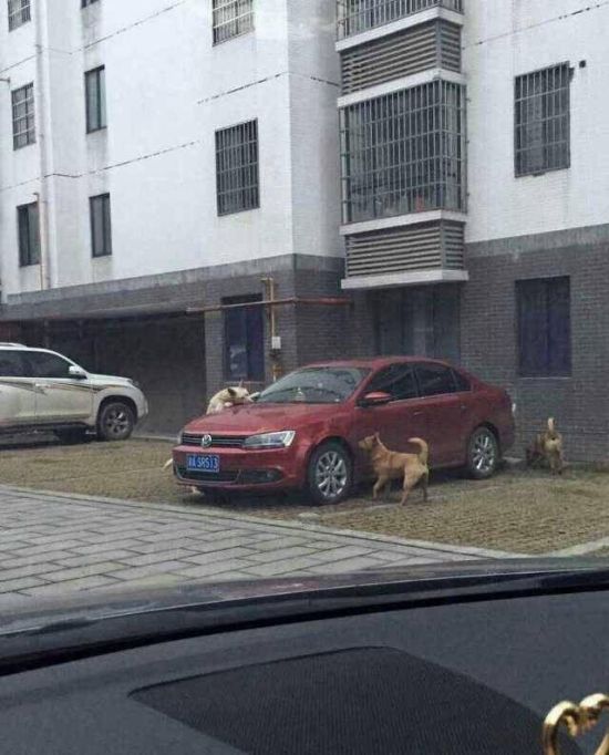 Бездомные собаки попробовали на вкус автомобиль