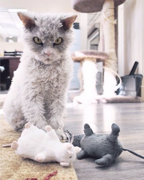 Альберт – самый суровый кот в мире