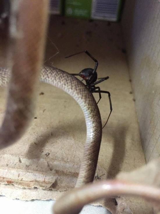 Австралийский паук решил побаловать себя змеиным мясом