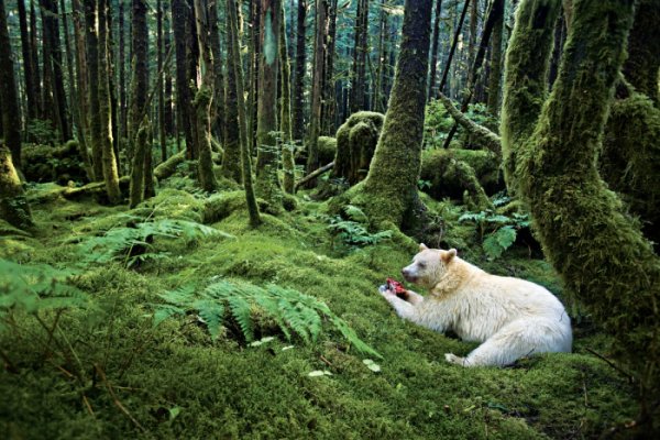 Фотографии дикой природы от Пола Никлена