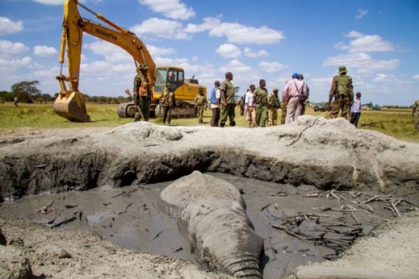В Кении экскаватор спас слона, угодившего в навозную яму