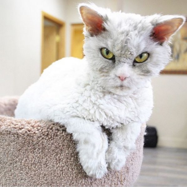 Альберт – самый суровый кот в мире