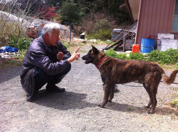 55-летний японец вернулся в радиоактивную зону Фукусимы, чтобы кормить брошенных там животных