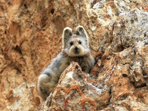 В Китае впервые за 22 года сделали снимок «волшебного кролика»