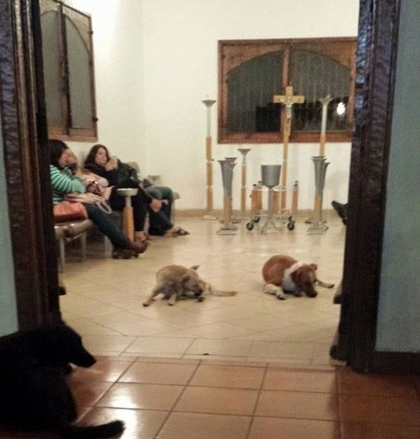 Бродячие собаки пришли попрощаться с кормившей их женщиной
