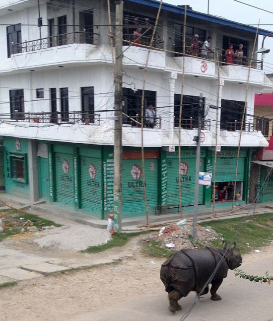 В Непале испуганный носорог убил женщину и ранил 6 человек