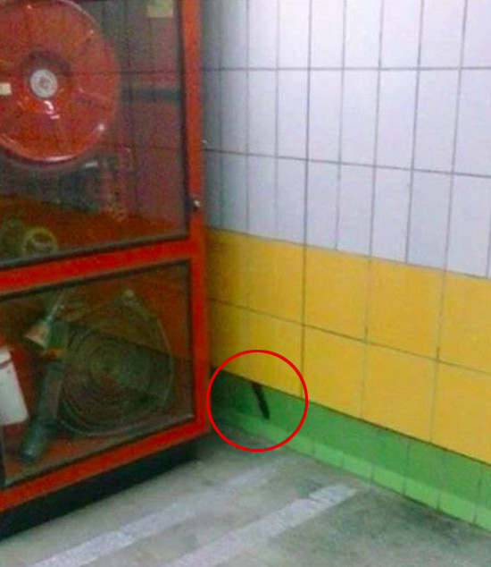 В стене каирского метро пять лет жил кот