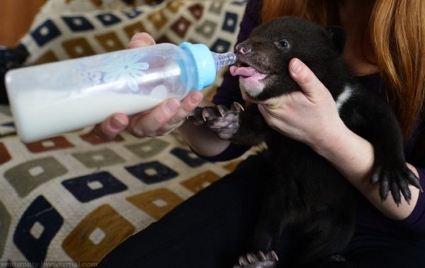 Браконьеры подбросили хабаровским зоозащитникам двух гималайских медвежат