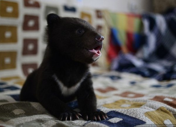 Браконьеры подбросили хабаровским зоозащитникам двух гималайских медвежат