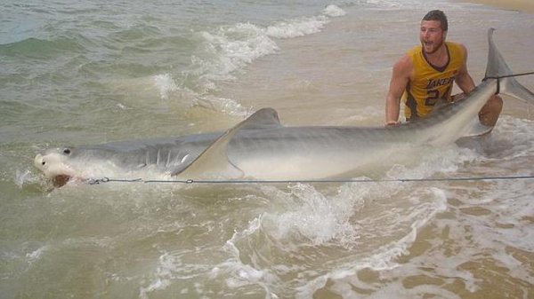 19-летний австралиец поймал 4-метровую тигровую акулу