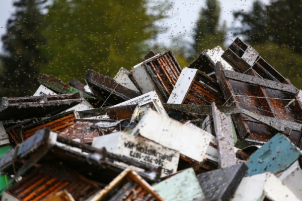 Под Сиэтлом перевернулся автомобиль, перевозивший 44 миллиона пчел
