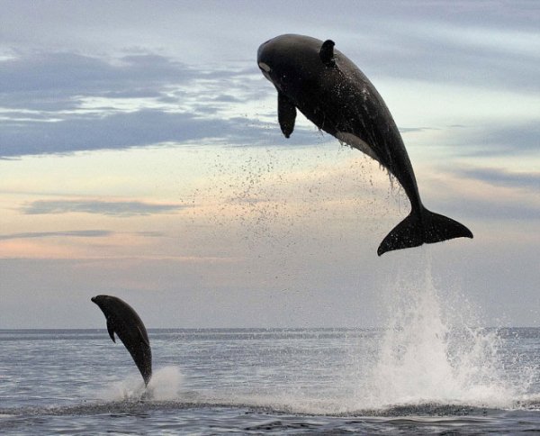 8-тонная касатка подражает дельфину