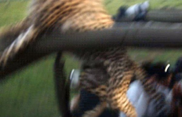 В Кении гепард упал в салон туристического автомобиля
