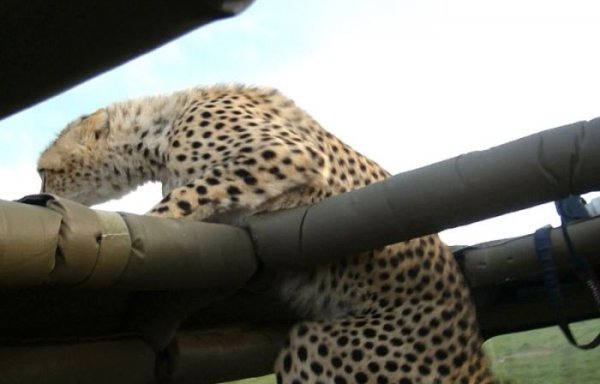 В Кении гепард упал в салон туристического автомобиля