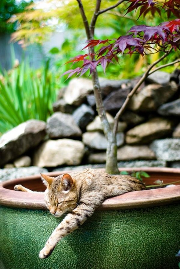 18 доказательств того, что коты — это растения