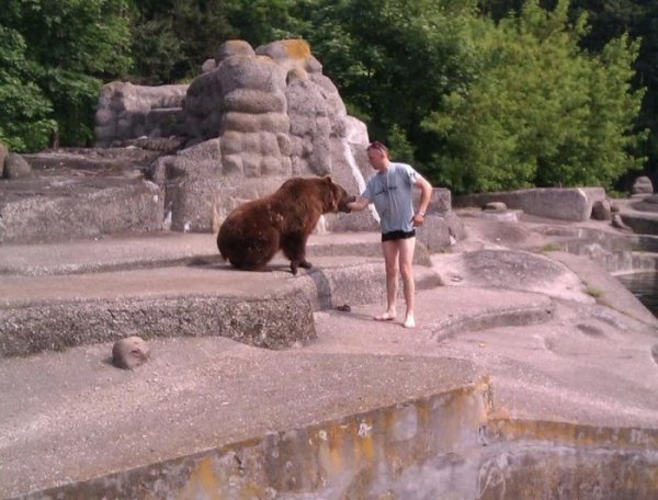 В варшавском зоопарке пьяный мужик залез в вольер к медведице