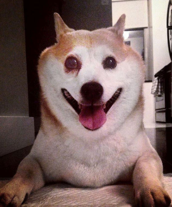 Корица - самая счастливая собака в мире