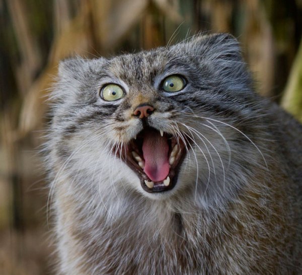 Интересные фотографии диких котов – манулов