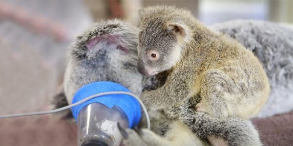 Детеныша коалы не стали разлучать с матерью даже на время операции