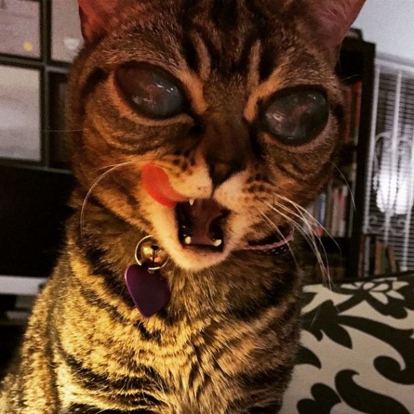 Кошка Матильда по кличке Инопланетянин стала очередной звездой Instagram