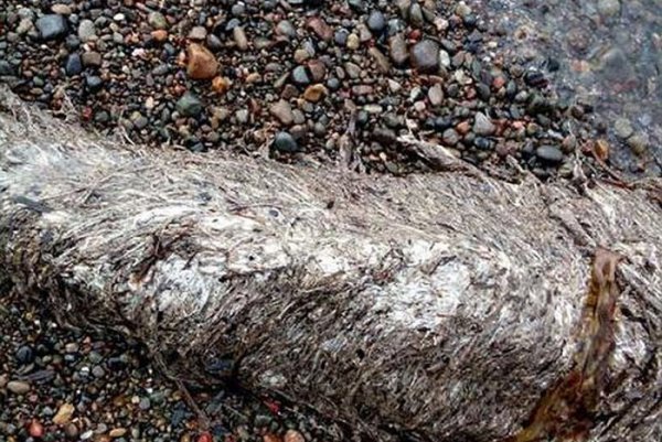 В Шахтерске обнаружили останки неизвестного животного