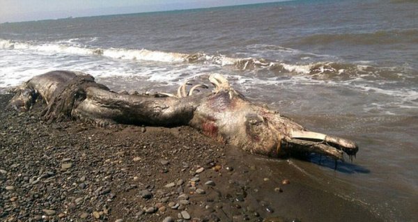 В Шахтерске обнаружили останки неизвестного животного