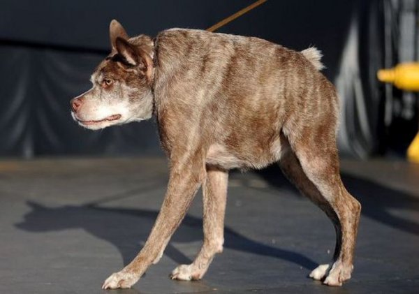 Пес Квази Модо стал самой уродливой собакой в мире