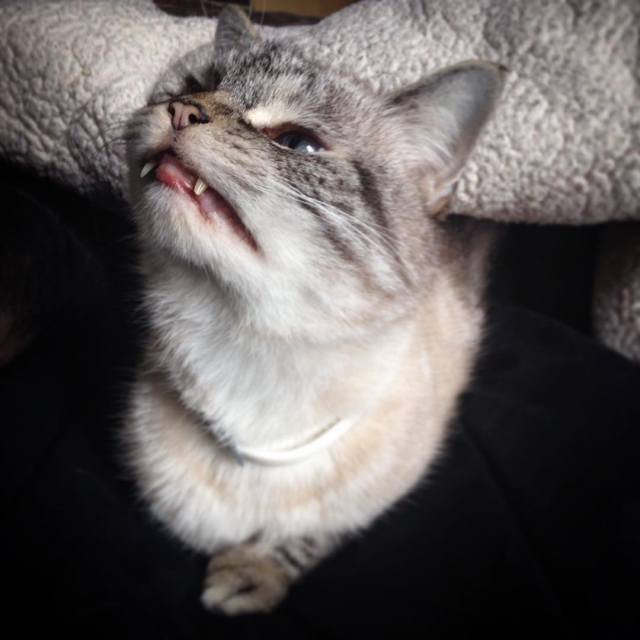 Кот-вампир по кличке Локи – новая звезда Instagram
