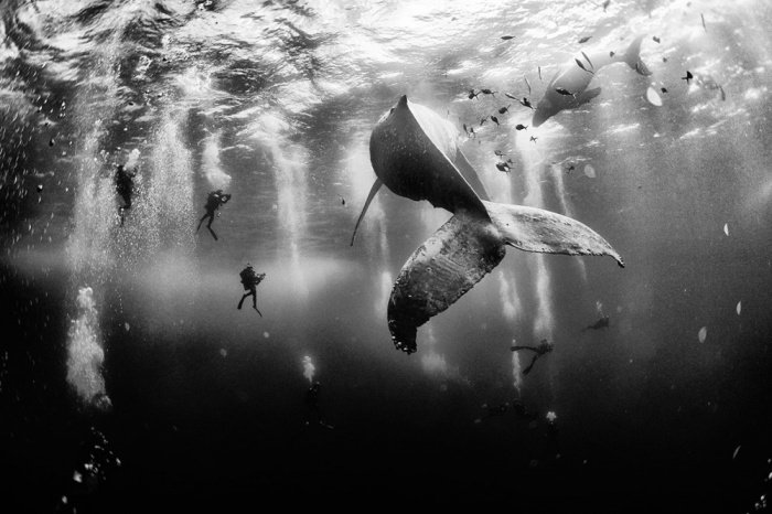    National Geographic Photo Contest 2015