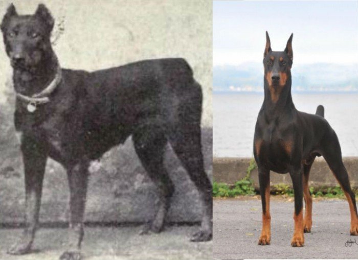 Как изменились собаки за последние 100 лет