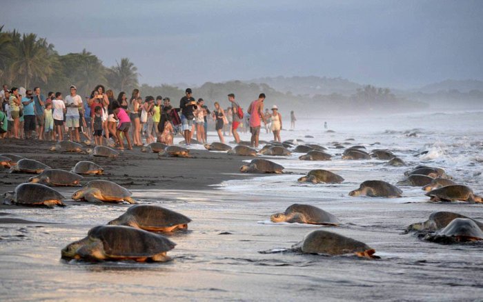 В Коста-Рике люди помешали черепахам отложить яйца