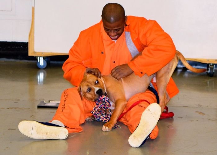В одной из тюрем США заключенным разрешили брать на воспитание бездомных собак