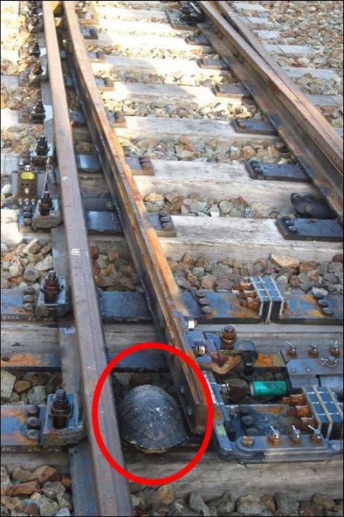 В Японии железнодорожные пути оборудовали тоннелями для черепах