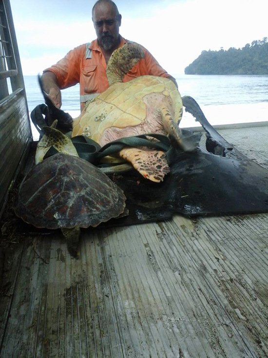 Мужчины покупают черепах на рынке, чтобы отпустить их обратно в океан