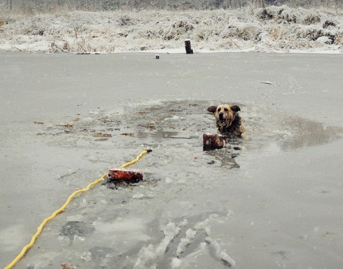 Спасение собаки, угодившей в ледяную ловушку