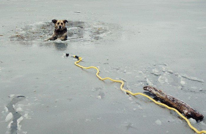 Спасение собаки, угодившей в ледяную ловушку