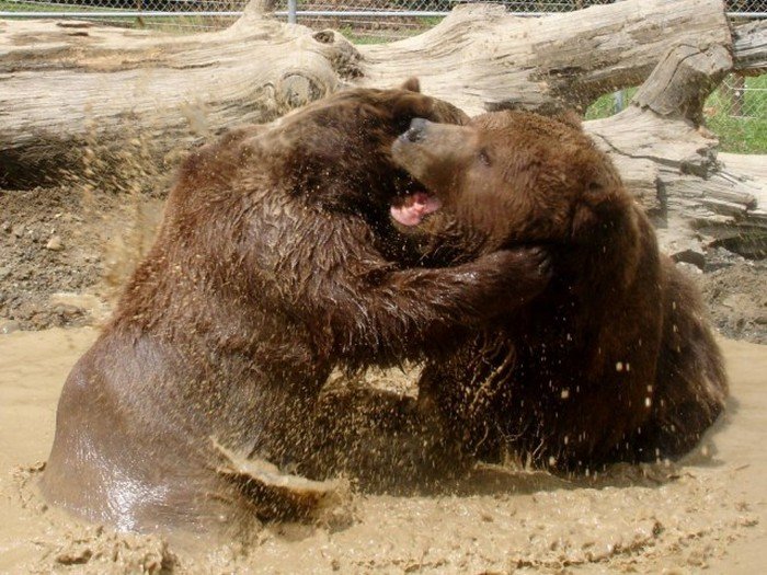Как 700-килограммовый медведь стал настоящим другом американца