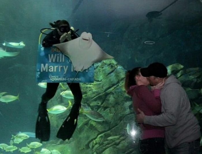 В канадском океанариуме скат попытался сорвать помолвку